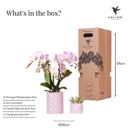 Set Rosa Phalaenopsis Orchidee Portugal + Sukkulente inkl. Keramik-Dekotöpfen