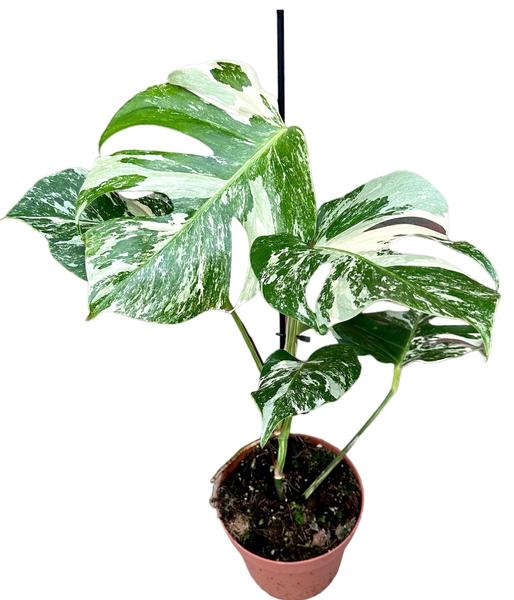 Monstera Deliciosa Variegata - Ø17cm - ↕45cm