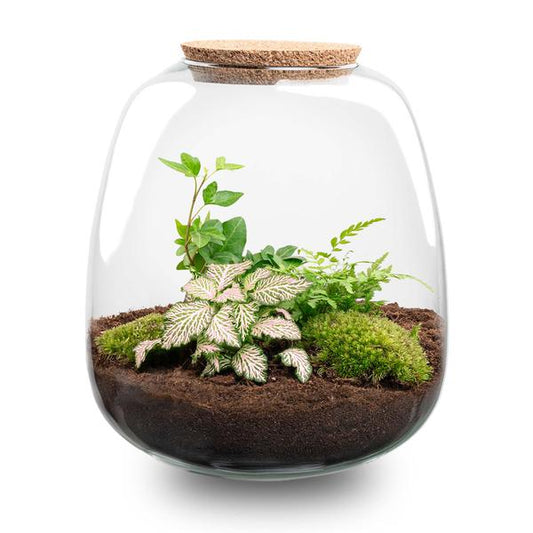 Pflanzen Terrarium - Emma - DIY kit - ↑ 25 cm - Ø 23 cm - Fittonia Pink Tiger