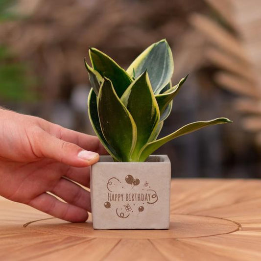 Geschenk Sansevieria | Happy birthday