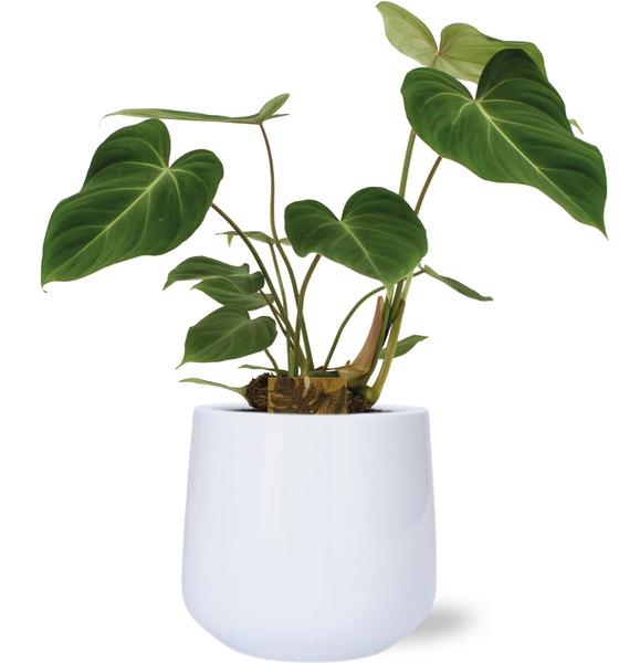 Philodendron Gloriosum - Ø15cm - ↕40cm + Puglia Pot D16,5/18x16cm - Weiß