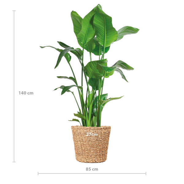 Strelitzia Nicolai XL mit Torun-Korb – 140 cm – Ø27