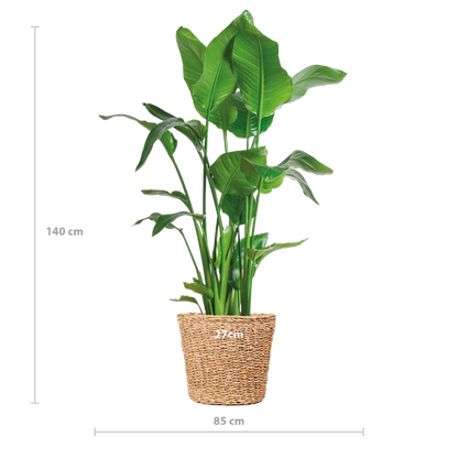 Strelitzia Nicolai XL mit Torun-Korb – 140 cm – Ø27