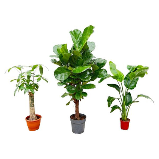 XXL-Set Strelitzia Nicolai 70 cm + Pachira Wout 130 cm + Ficus Lyrata verzweigt 160cm