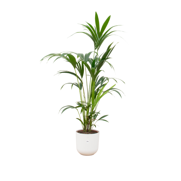 Kentia palm Ø26 160cm + farbiger Übertopf