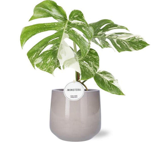 Monstera Deliciosa Variegata - Ø15cm - ↕45cm + Puglia Pot D16,5/18x16cm - Grau