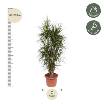 Dracaena Marginata - 190 cm - ø35