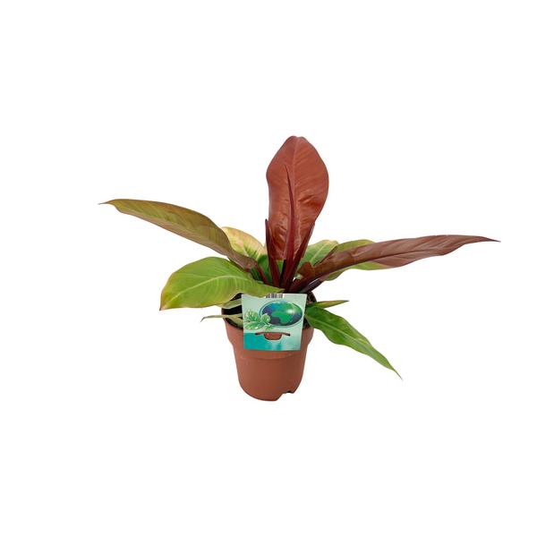 Philodendron Prince Of Orange - Ø19cm - ↕45cm