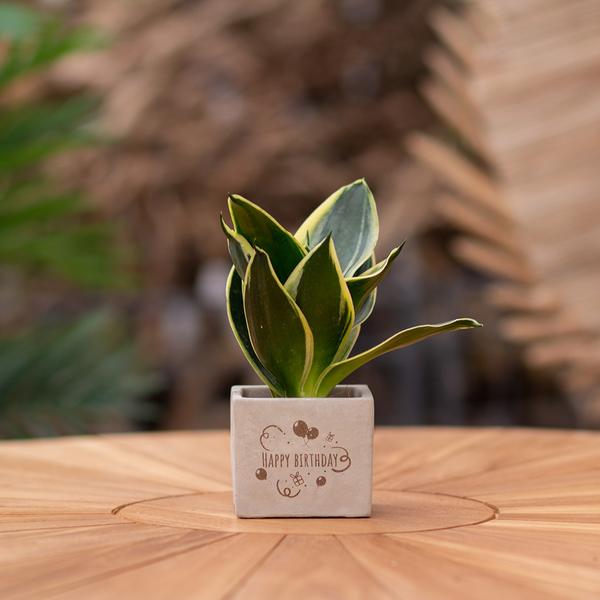 Geschenk Sansevieria | Happy birthday