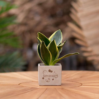Geschenk Sansevieria | Happy birthday