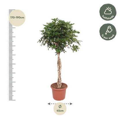 Schefflera Arboricola Compacta geflochtener Stamm ø45 180cm