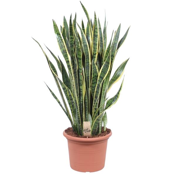 Sansevieria Laurentii ø35 100cm