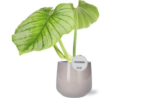 Philodendron Mamei - Ø15cm - ↕50cm + Puglia Pot D16,5/18x16cm - Grau