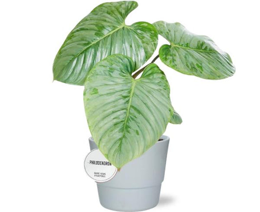 Philodendron Sodiroi - Ø15cm - ↕45cm + Pot Basic D16x13,5cm - Weiß