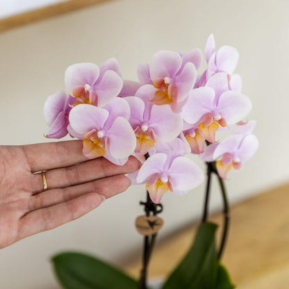 Set Rosa Phalaenopsis Orchidee Andorra + Sukkulente inkl. Keramik-Dekotöpfen