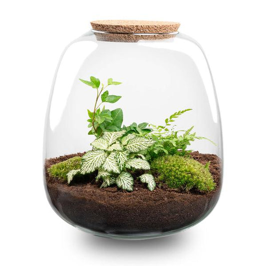 Pflanzen Terrarium - Emma - DIY kit - ↑ 25 cm - Ø 23 cm - Fittonia White Tiger