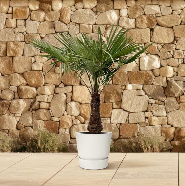 Trachycarpus - 220cm- Ø45