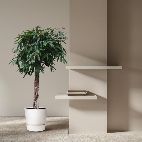 Ficus Amstel King geflochtener Stamm - 190 cm - ø45