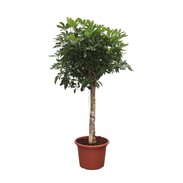 Schefflera Arboricola Compacta Hochstamm ø35 180cm