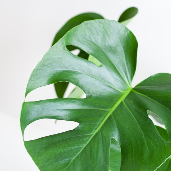 Monstera Deliciosa mit dem Lissabon-Schwarzkorb - 50cm - Ø17