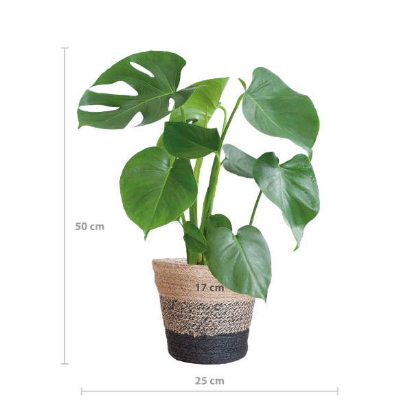 Monstera Deliciosa mit dem Lissabon-Schwarzkorb - 50cm - Ø17