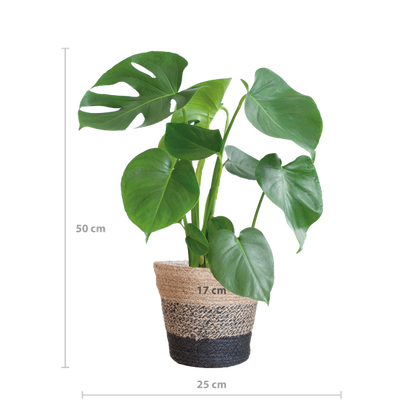 Monstera Deliciosa mit dem Lissabon-Schwarzkorb - 50cm - Ø17