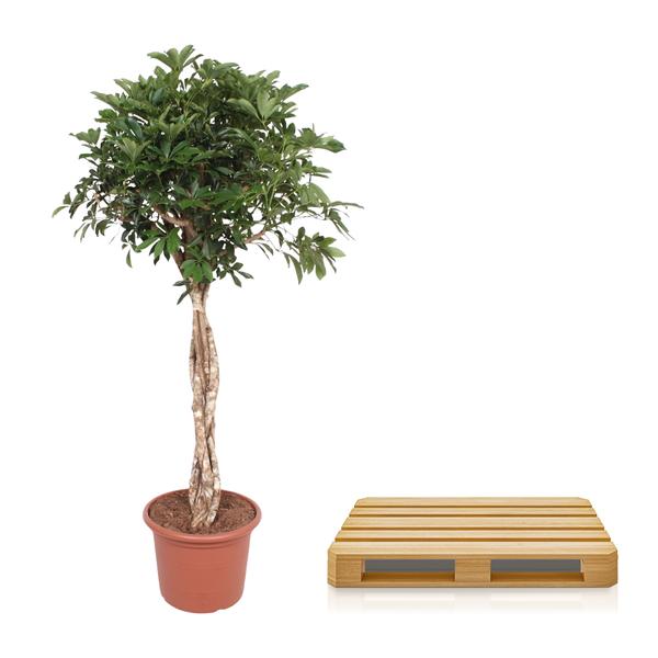 Schefflera Arboricola Compacta geflochtener Stamm ø45 180cm