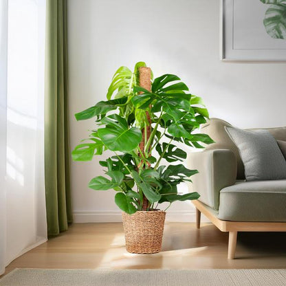 Monstera Deliciosa XL mit Torun-Korb – 120 cm – Ø24