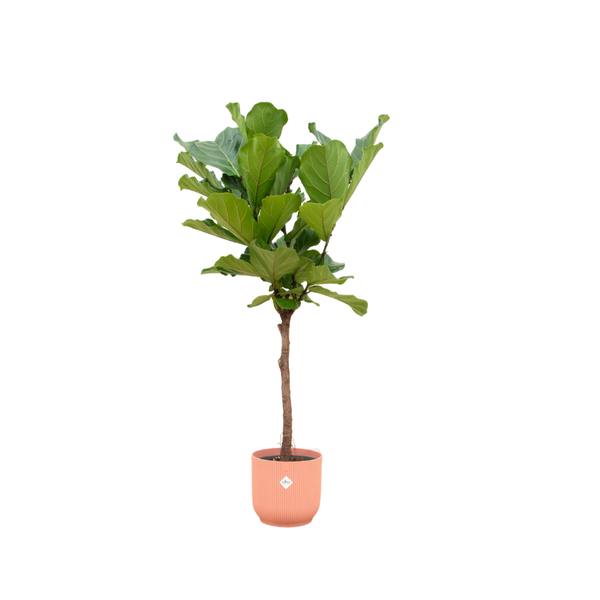 Ficus Lyrata Ø30 160cm + farbiger Übertopf