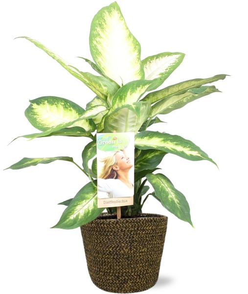 Dieffenbachia Camilla - Ø17cm - ↕45cm + Selin Pot D18x16cm - Schwarz