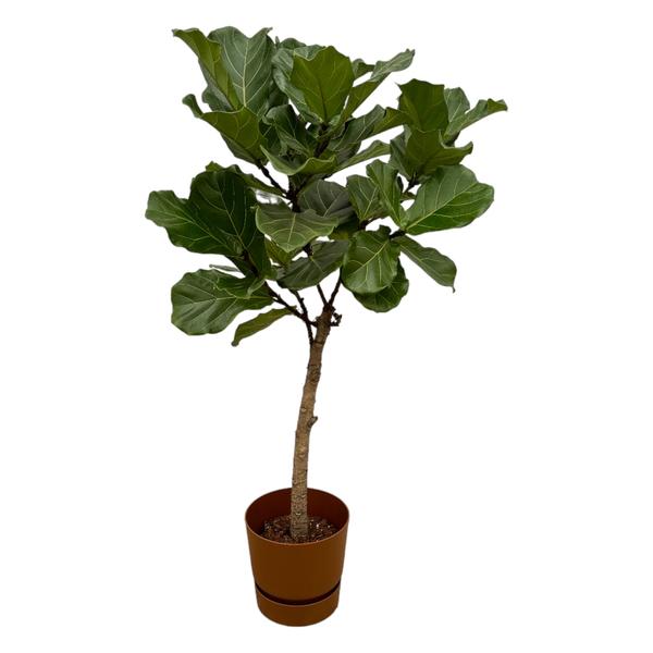 Ficus Lyrata Ø30 160cm + Übertopf