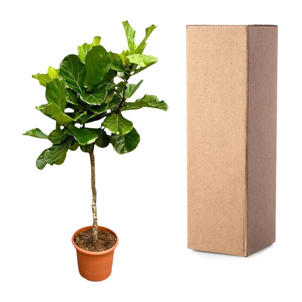 Ficus Lyrata Ø40 210cm