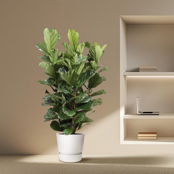 Ficus Lyrata Ø50 200cm