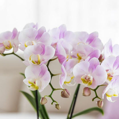 Set Rosa Phalaenopsis Orchidee Portugal + Sukkulente inkl. Keramik-Dekotöpfen