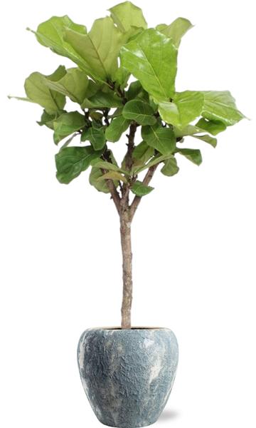 Ficus Lyrata - Ø27cm - ↕120cm + Doug Pot D29x26cm - Grau Weiß