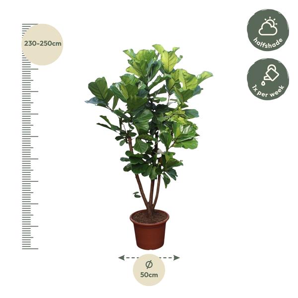 Ficus Lyrata verzweigt Ø50 240cm