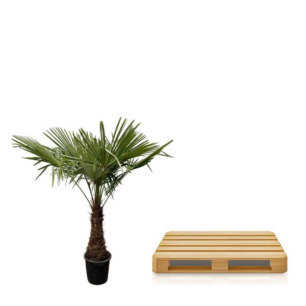 Trachycarpus - 220cm- Ø45