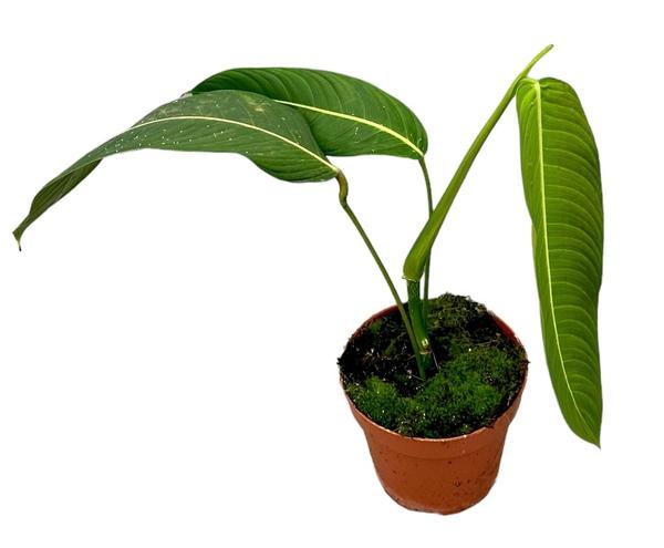 Philodendron Heterocraspedon - Ø17cm - ↕40cm