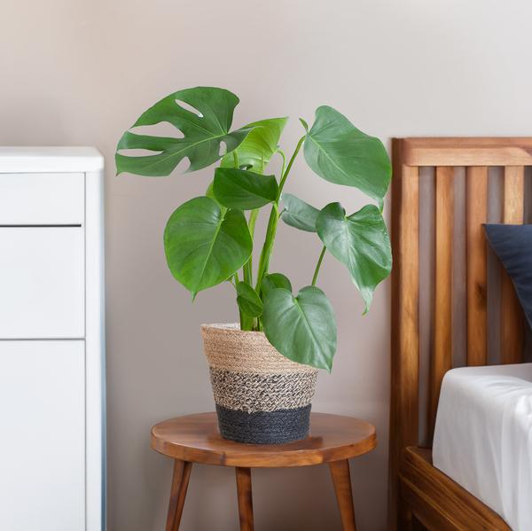 Monstera Deliciosa mit dem Lissabon-Schwarzkorb - 50cm - Ø17