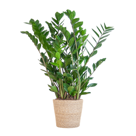 Zamioculcas Zamiifolia mit Sofia-Korb natur  - 80cm - Ø21