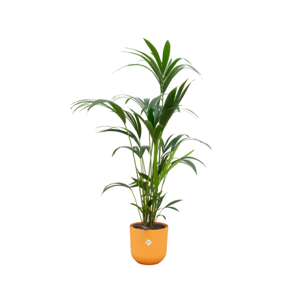 Kentia palm Ø26 160cm + farbiger Übertopf