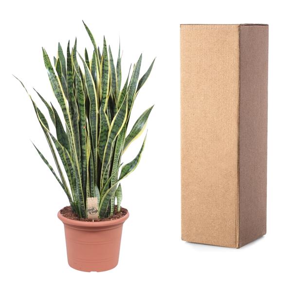 Sansevieria Laurentii ø35 100cm