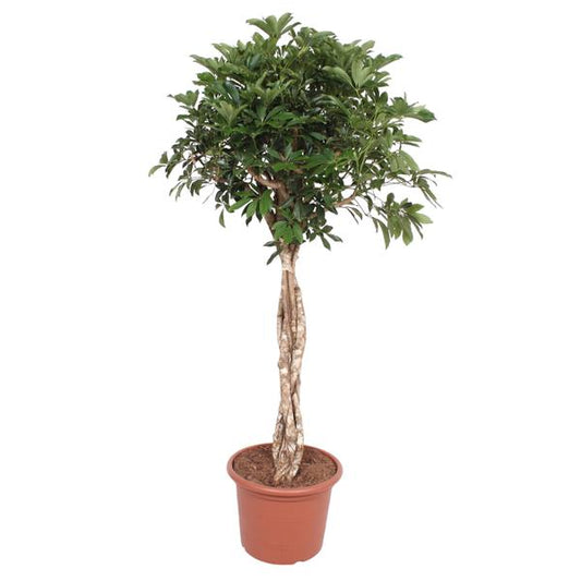 Schefflera Arboricola Compacta geflochtener Stamm ø45 180cm