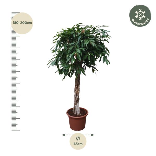 Ficus Amstel King geflochtener Stamm - 190 cm - ø45