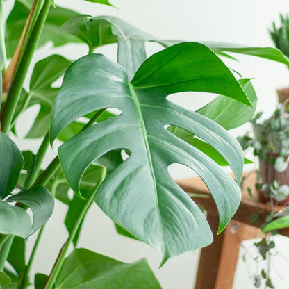 Monstera Deliciosa XL mit Torun-Korb – 120 cm – Ø24