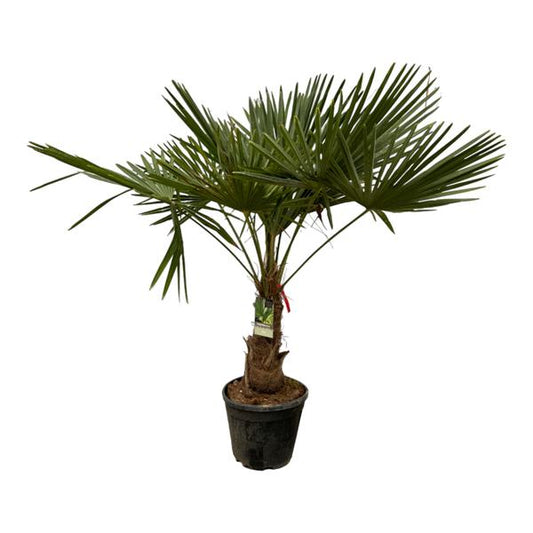 Hanfpalme - Trachycarpus Fortuneii - 200 cm - Ø30cm