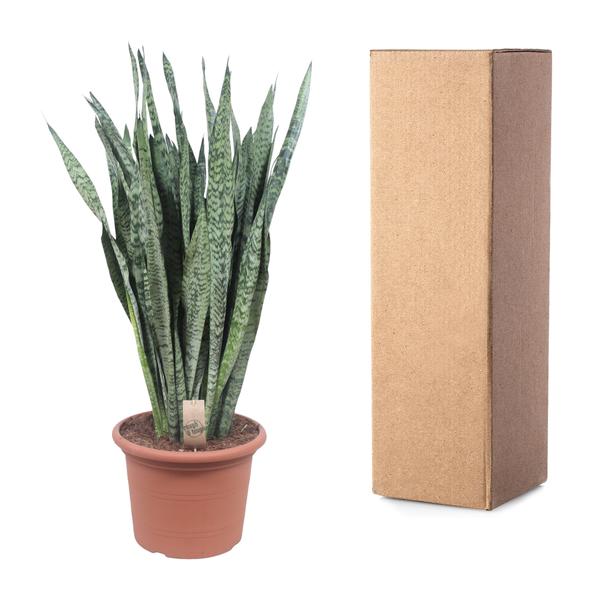 Sansevieria Zeylenica ø35 110cm