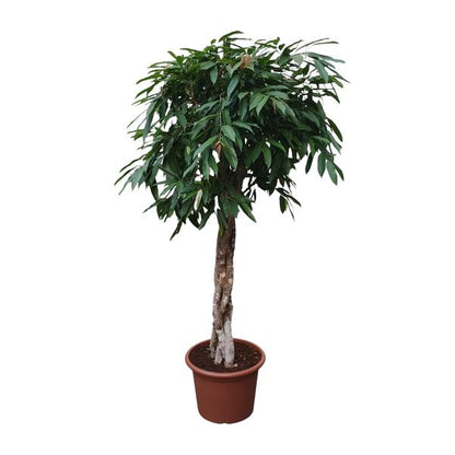 Ficus Amstel King geflochtener Stamm - 190 cm - ø45