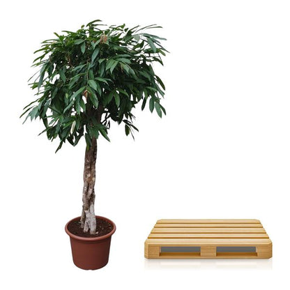 Ficus Amstel King geflochtener Stamm - 190 cm - ø45