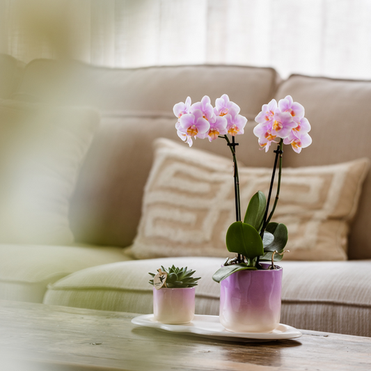 Set Rosa Phalaenopsis Orchidee Andorra + Sukkulente inkl. Keramik-Dekotöpfen